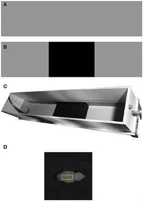 Size Matters: Observed and Modeled Camouflage Response of European Cuttlefish (Sepia officinalis) to Different Substrate Patch Sizes during Movement